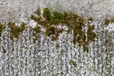 Temel üzerine yosun