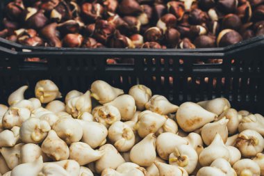 Satılık - Hollanda lale soğanı closeup arka plan, doku