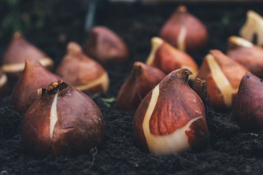 ampuller Lale bahçesinde dikim önce