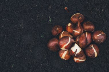 ampuller Lale bahçesinde dikim önce