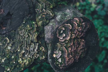 Ağaçtaki mantarlar