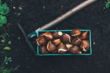 ampuller Lale bahçesinde dikim önce