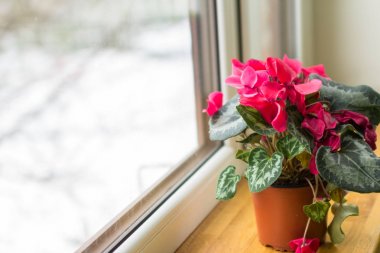 Sycamore red cyclamen flowers in pot on a window in balcony clipart