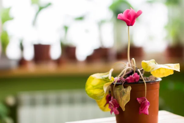 バルコニーの窓に鍋にシカモア赤いシクラメンの花 — ストック写真