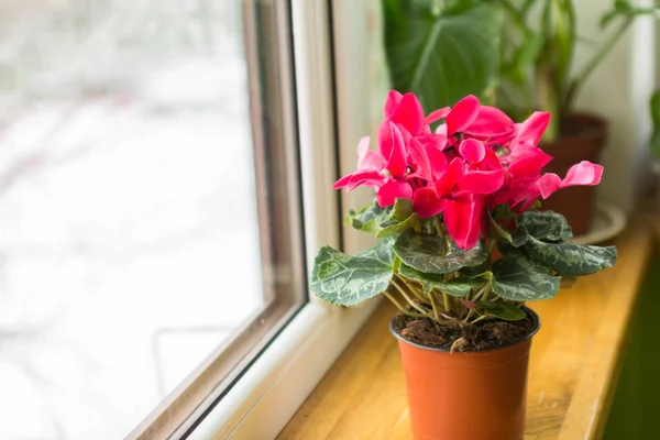 バルコニーの窓に鍋にシカモア赤いシクラメンの花 — ストック写真