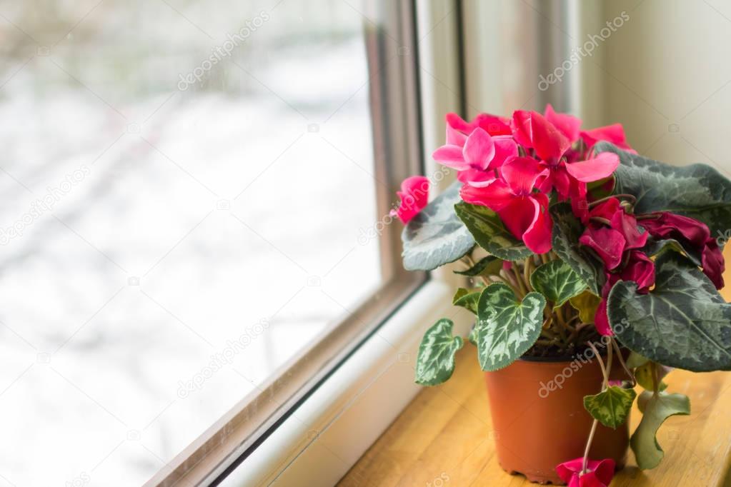 Sycamore red cyclamen flowers in pot on a window in balcony