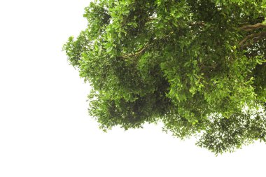 Ağaçlar çalılık aşağıdan beyaz bir arka plan üzerinde ateş.