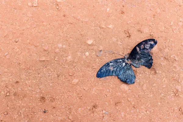Die Überreste toter Schmetterlinge auf dem Boden. durch Störung der — Stockfoto