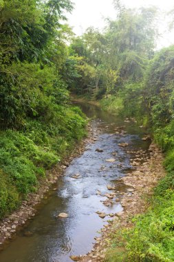 Bazı orman ile küçük akarsu akışı.