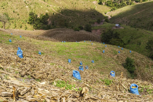 Mısır yatakta. Kırsal kesimde ekili alan.