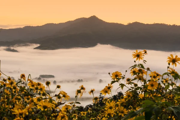 Morning mist, With flower gardens and mountains in the backgroun
