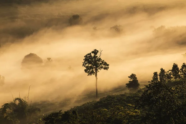 Siluet sis içinde ağaç.