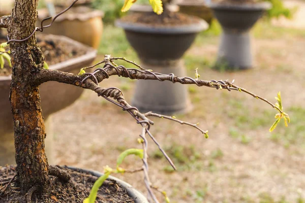 Ağaçların dalları bir metal Tel bükme. Bu bir şeklidir 