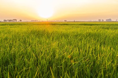 Pirinç alan ve sabahları Güneş'ten ışık ile su geçirmez
