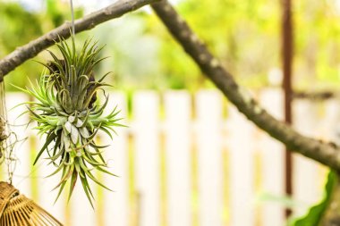 Asma asmak için dekore yer.