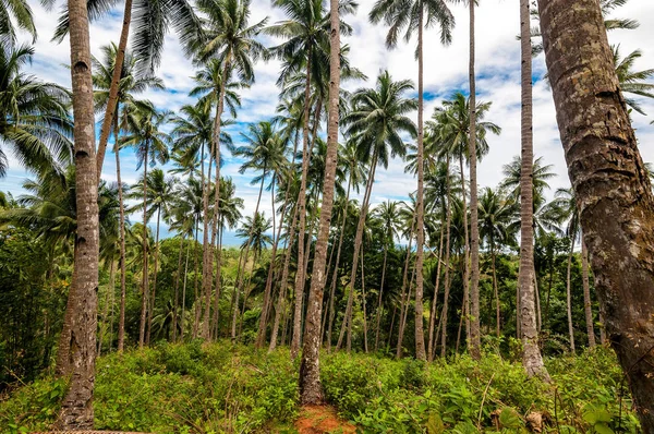 Palmeras, Camiguin, Filipinas — Foto de Stock