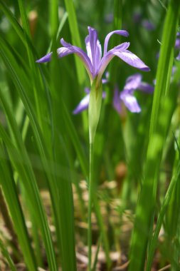 Mor Iris sibirica yeşil çimen çiçek