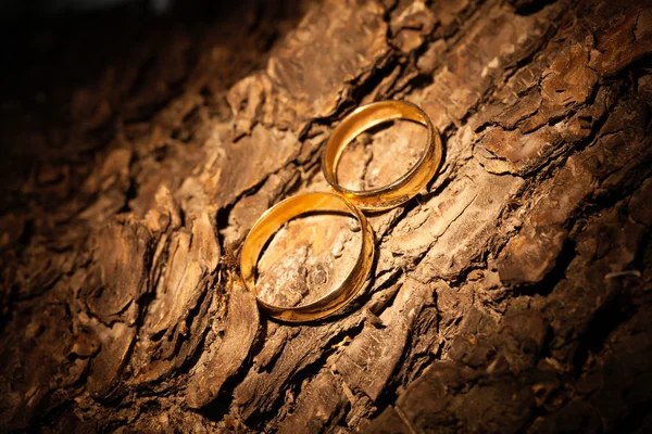Wedding rings lying on a tree bark — Stockfoto