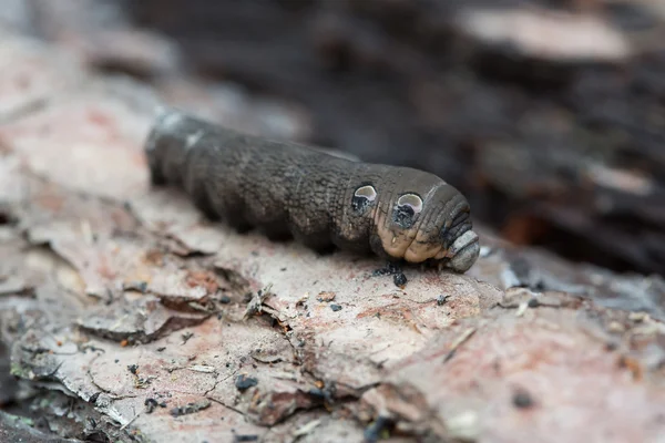 En stor brun moth larv — Stockfoto