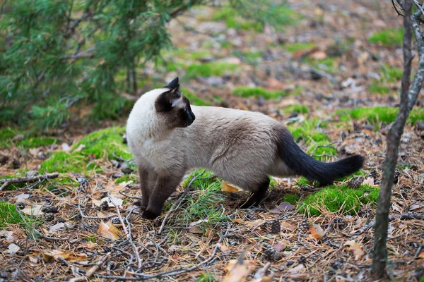 Siamese kat wandelen in het woud — Stockfoto