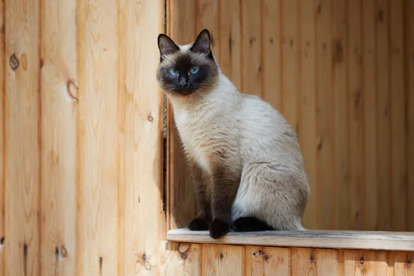 Siamese kat, zittend op de leuning van een houten huis — Stockfoto