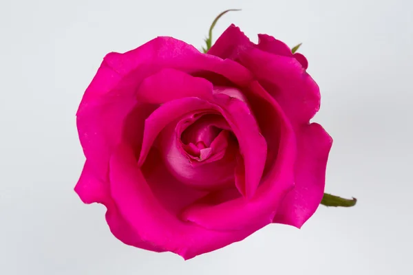Rosa rosa sobre um fundo branco Fotografia De Stock