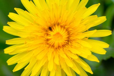 Yeşil çimenlerin üzerinde sarı bir karahindiba