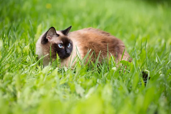 Gatto siamese nell'erba con gli occhi azzurri — Foto Stock