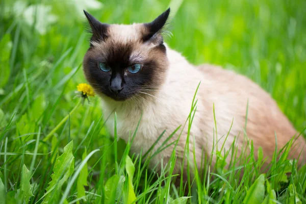 Siamese kat in het gras met blauwe ogen — Stockfoto