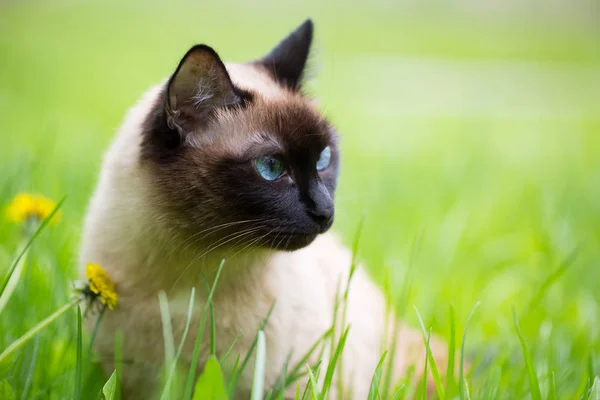 Siamese kat in het gras met blauwe ogen — Stockfoto