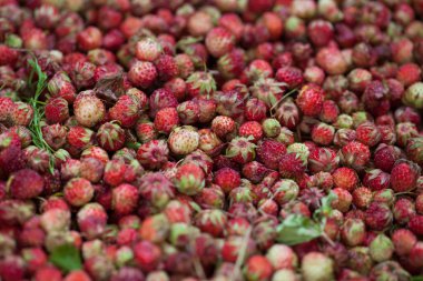 Birçok çilek ve arka plan üzerinde orman