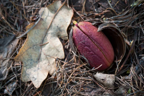 Les glands germent dans la forêt — Photo