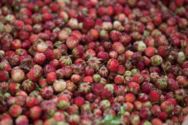 Birçok çilek ve arka plan üzerinde orman