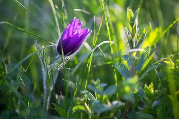Anémone pourpre dans l'herbe à la lumière du jour — Photo