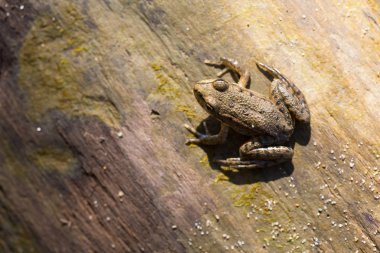 Kahverengi kurbağa bir ağaçta oturuyor