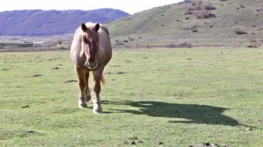 İtalya Rieti eyaletinde göl Rascino atları