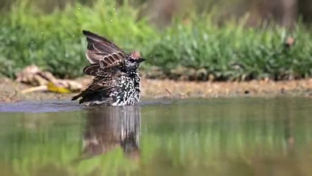 Spreeuwen die baden in de vijver in Italië — Stockvideo