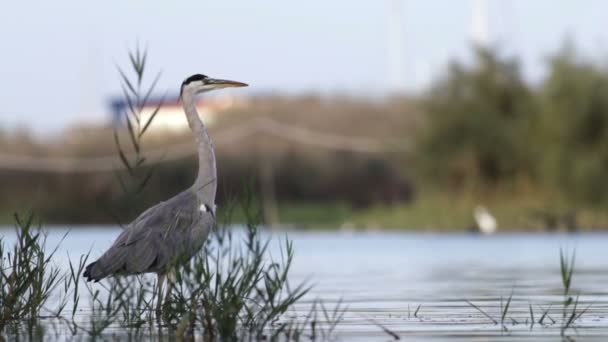 Portret van grijze heron — Stockvideo