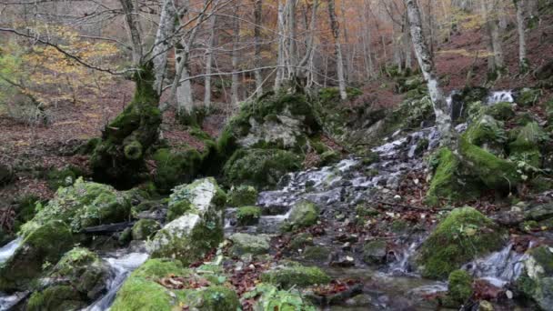 Source d'eau Tornareccia dans le parc national des Abruzzes en Italie — Video