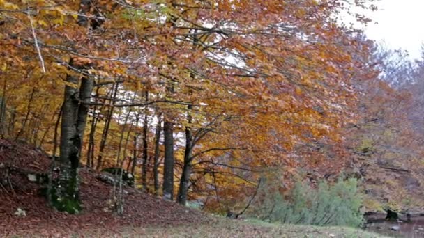 秋の森で、国立公園のアブルッツォ州でイタリア. — ストック動画