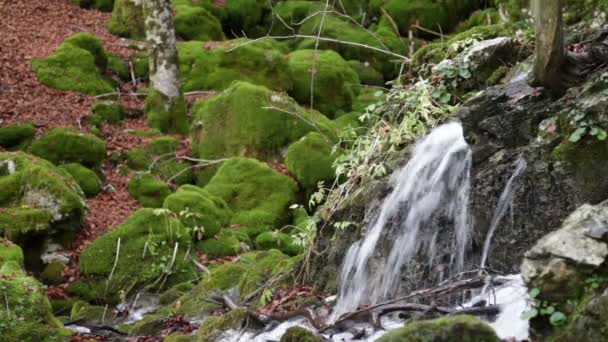 Fuente de agua Tornareccia en el Parque Nacional de los Abruzos en Italia — Vídeos de Stock