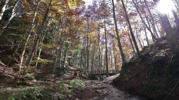 Prachtig uitzicht op bos met rivier in het Park Foreste Casentinesi in Toscane, Italië. — Stockvideo