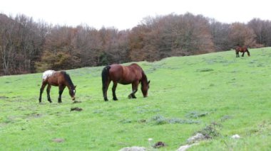 Umbria, İtalya için mount Cucco ormanında güzel Vahşi atlar.