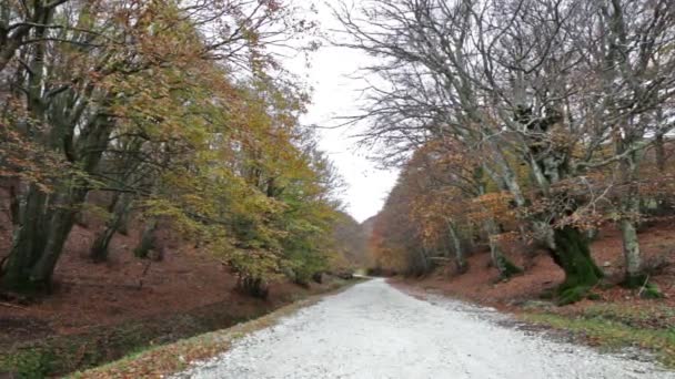 Camino en el bosque en el otoño en Monte Cucco en Umbría en Italia . — Vídeo de stock