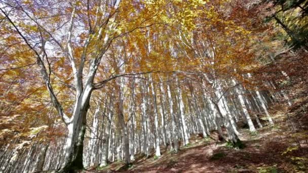 Ősszel, a Foreste Casentinesi Nemzeti Park, Olaszország. — Stock videók