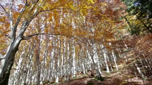 Alberi visti dal basso nel Parco delle Foreste Casentinesi in Toscana . — Video Stock