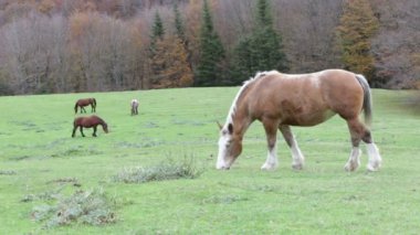 Umbria, İtalya için mount Cucco ormanında güzel Vahşi atlar.