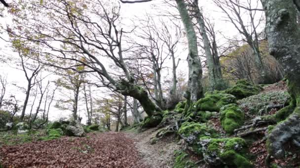 Bosque en otoño en el Monte Cucco en Umbría en Italia . — Vídeo de stock