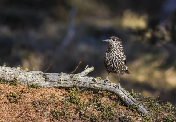 Val Roseg Fındıkkıran