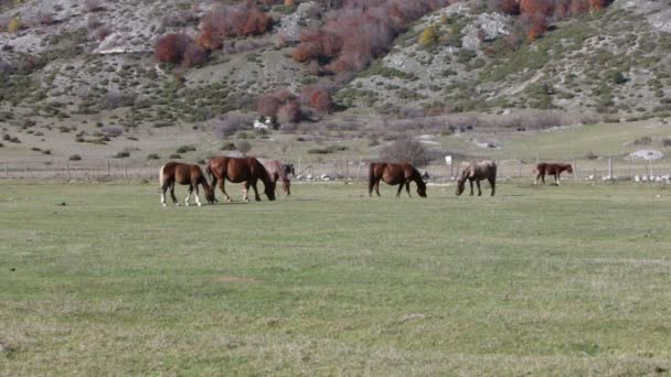 Cavalos no lago Rascino na província de Rieti, na Itália — Vídeo de Stock